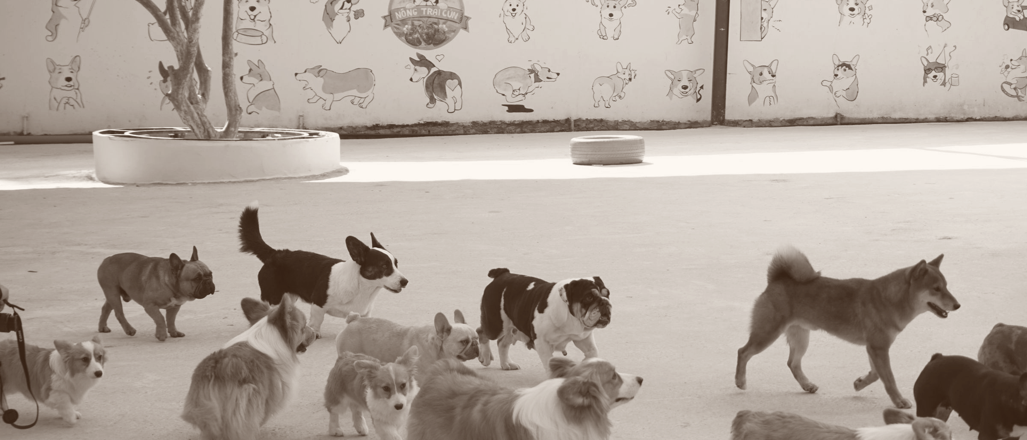 Dogs playing together at a daycare