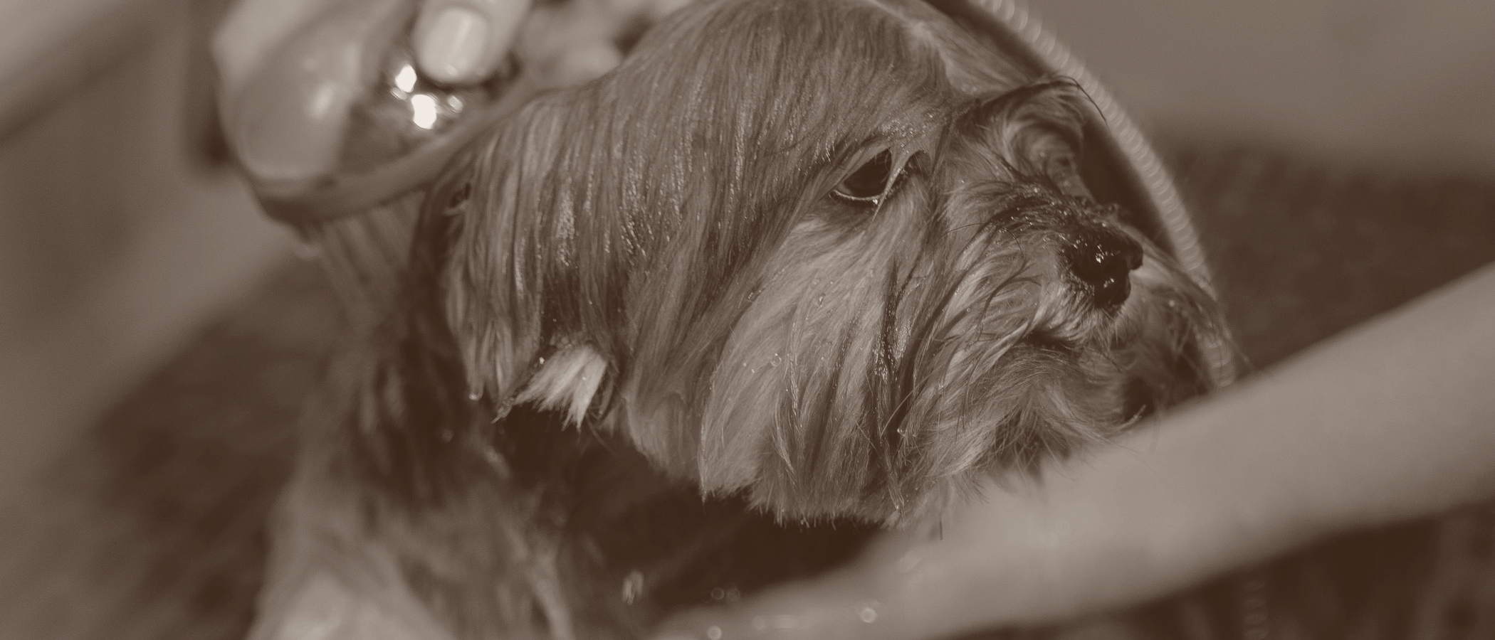 A groomer finishing a freshly washed dog on the grooming table.