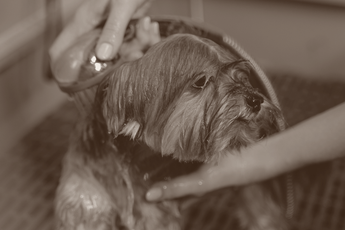 A groomer washing a dog at a grooming station