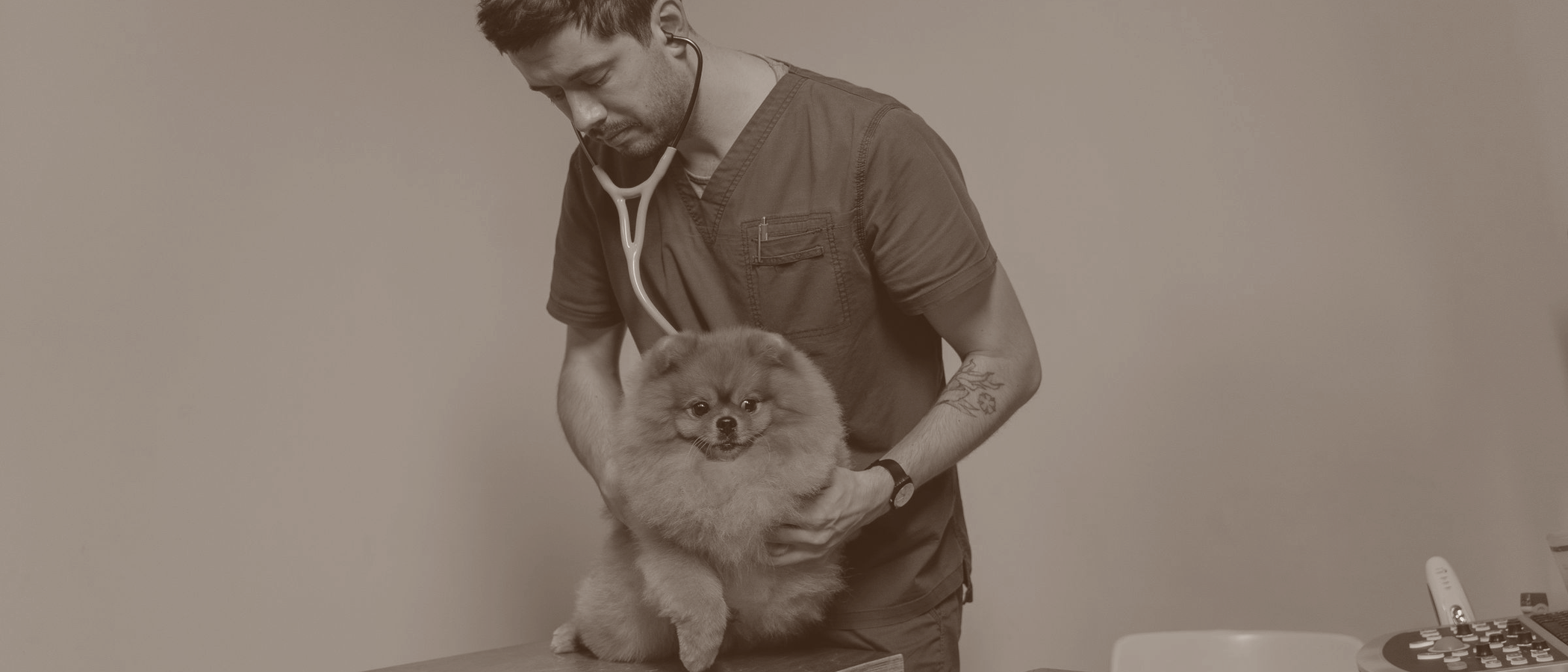 A veterinarian examining a pet during a clinic visit